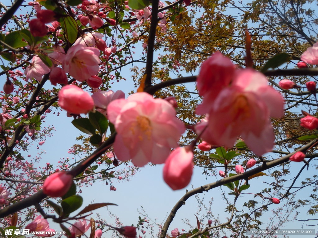 桃花