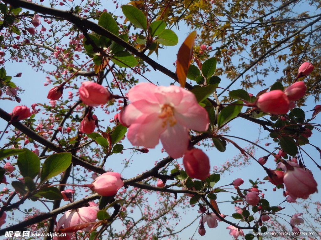 桃花