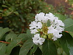 小花紫薇