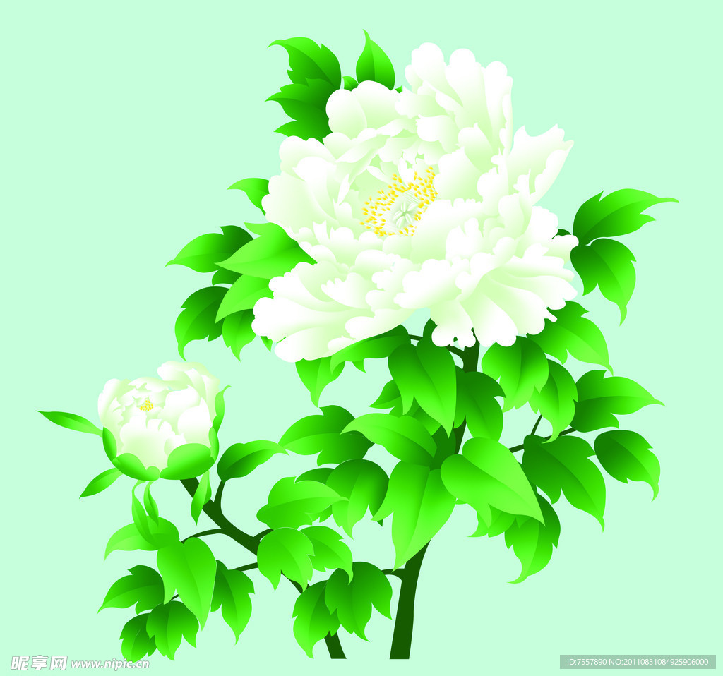 牡丹