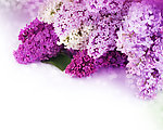 丁香花
