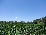 玉米地