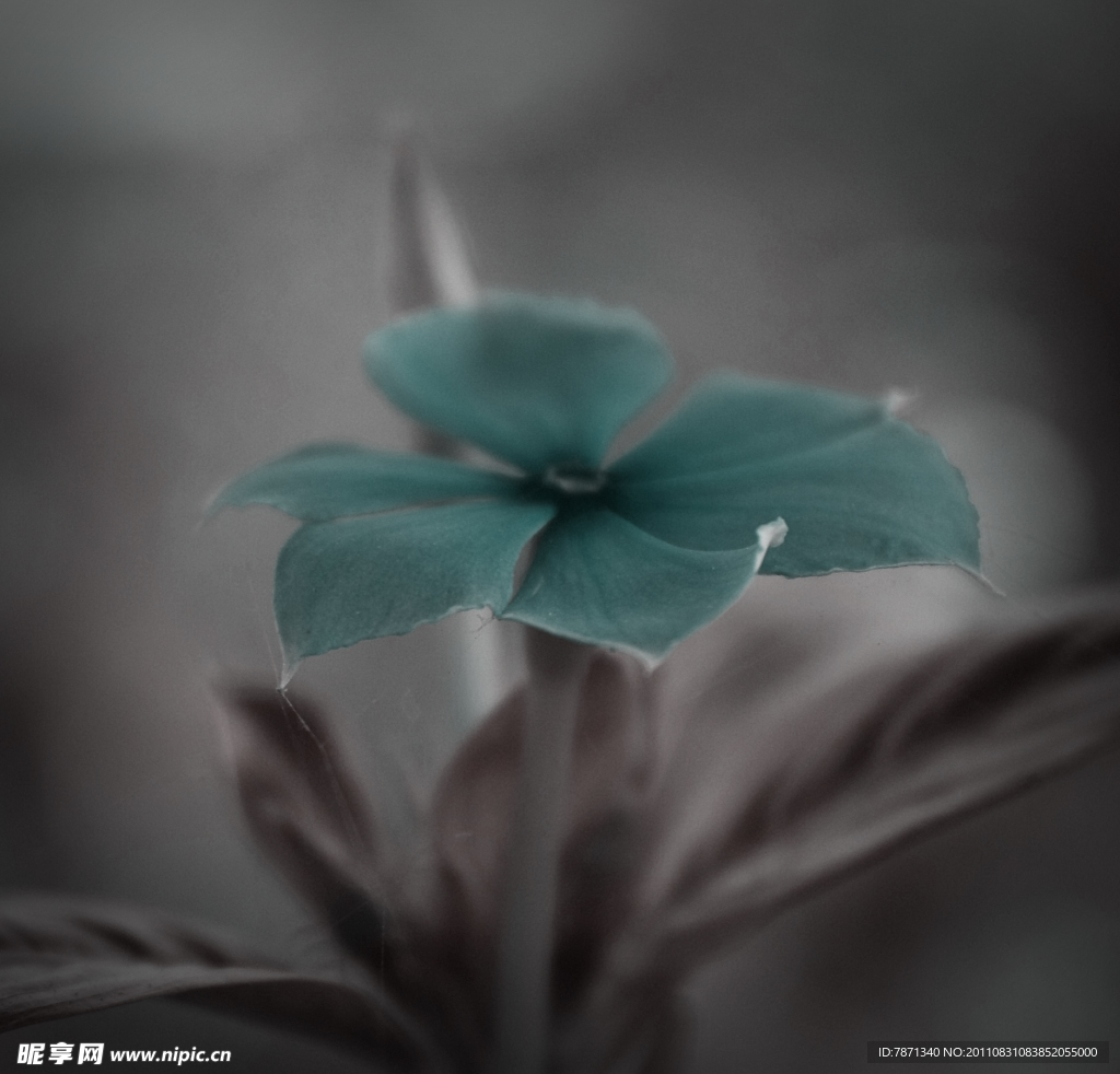 长春花