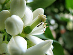 柠檬树花