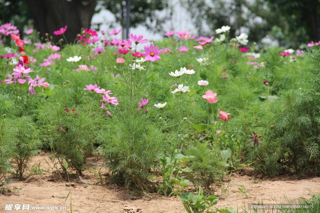 格桑花