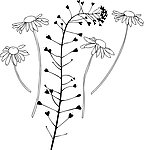 国画花草线描图
