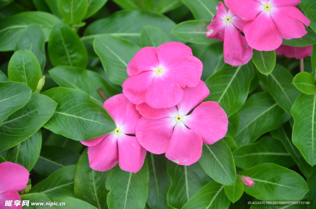 长春花