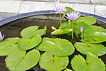 泰国 紫色莲花
