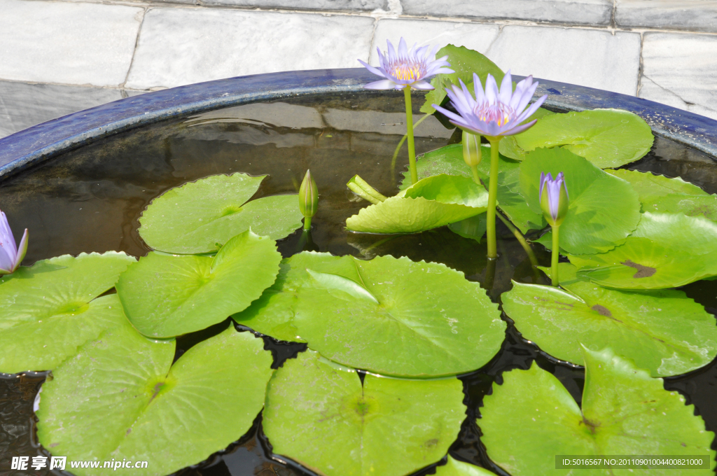 泰国 紫色莲花
