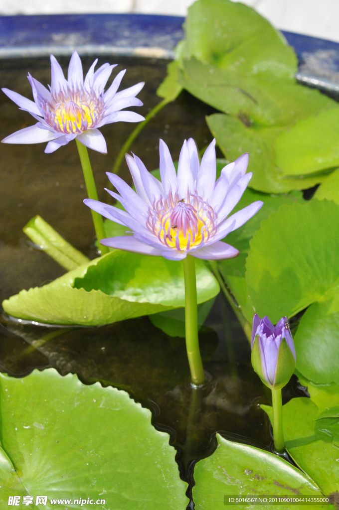 泰国 紫色莲花