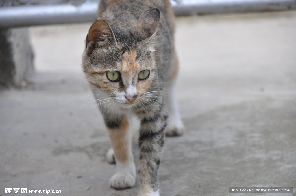 猫咪