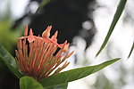 花儿