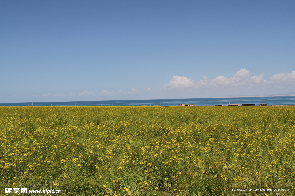 油菜花地