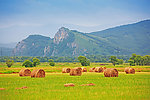 麦田风景