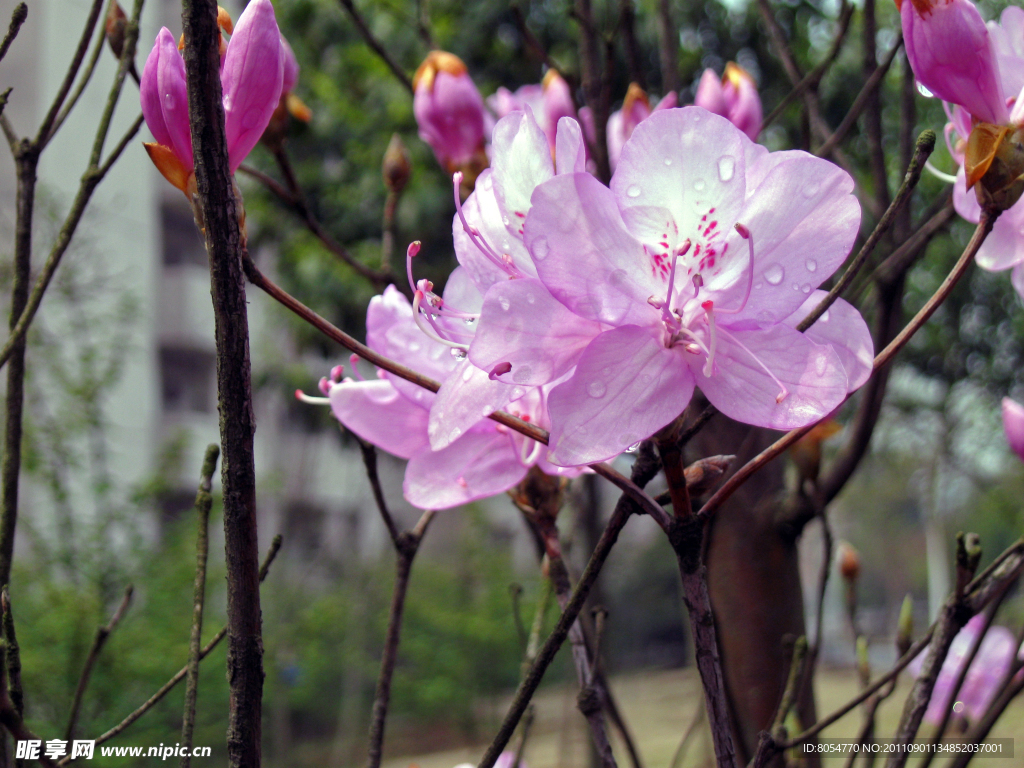 杜鹃花