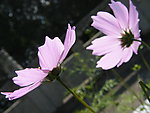 背光的花