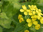 油菜花开