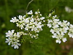 园中小花