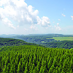 森林景观(非高清)