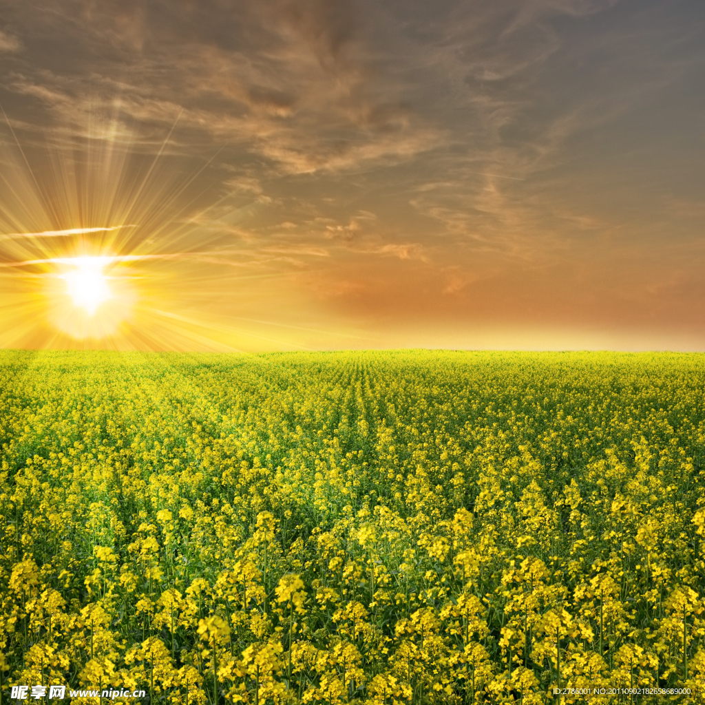 油菜花美景