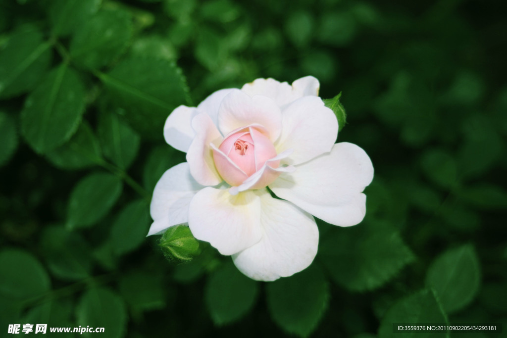 蔷薇科花卉