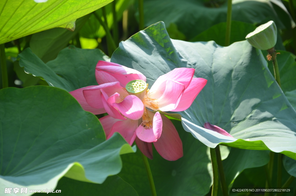 菏花