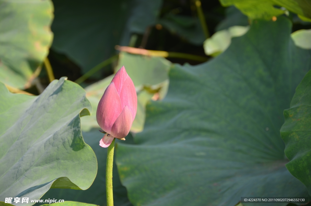 菏花花蕾