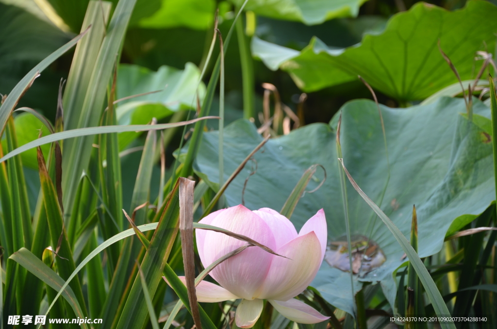 菏花