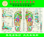足部反射示意图