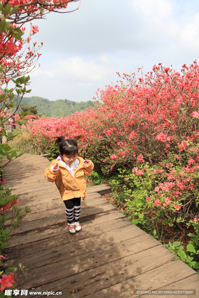 杜鹃 花海