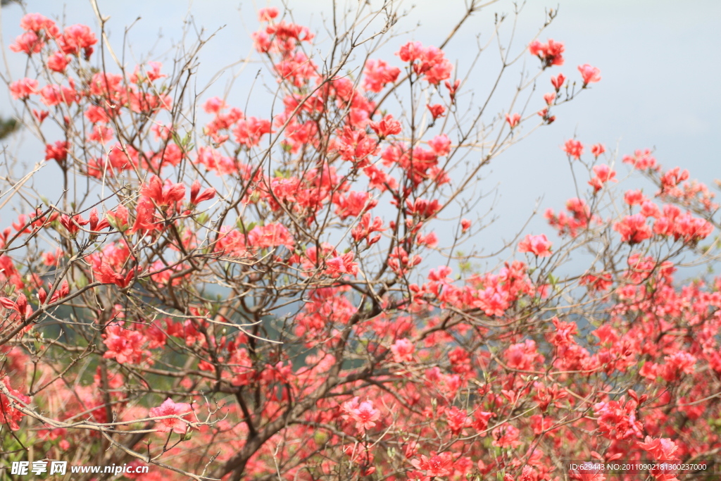 杜鹃 花海