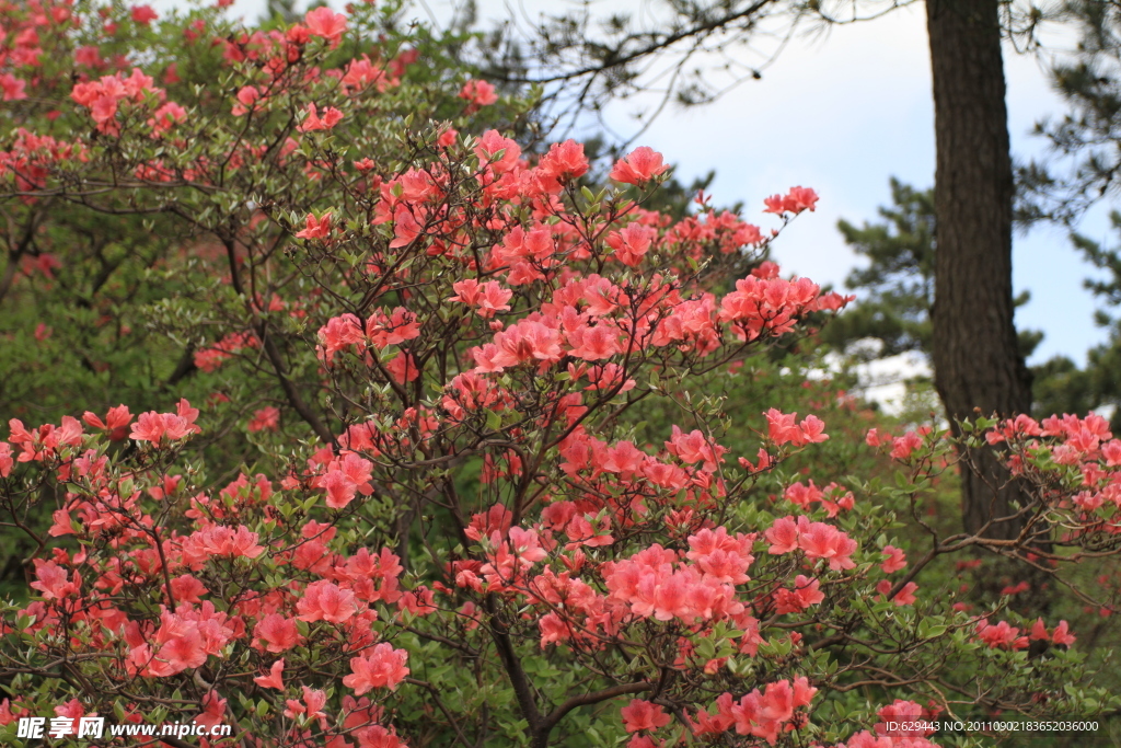 杜鹃 花海