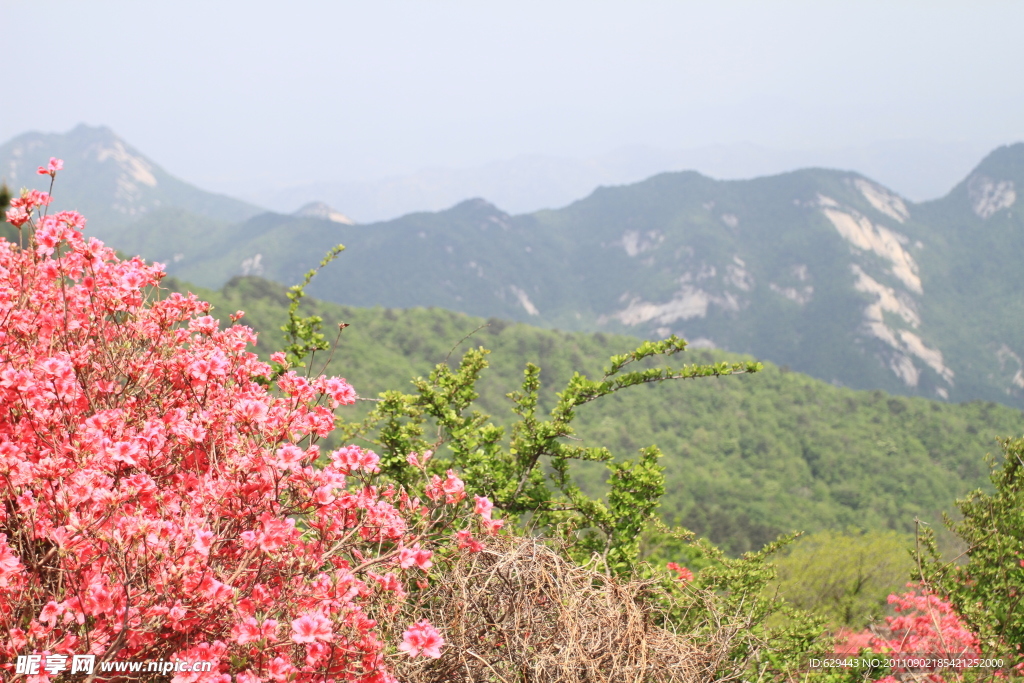 杜鹃 花海