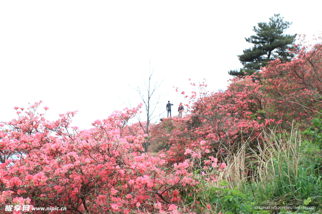 杜鹃 花海