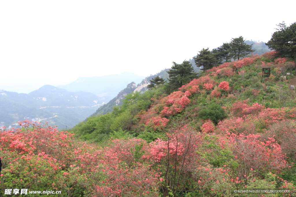 杜鹃 花海