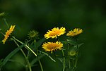 野菊花