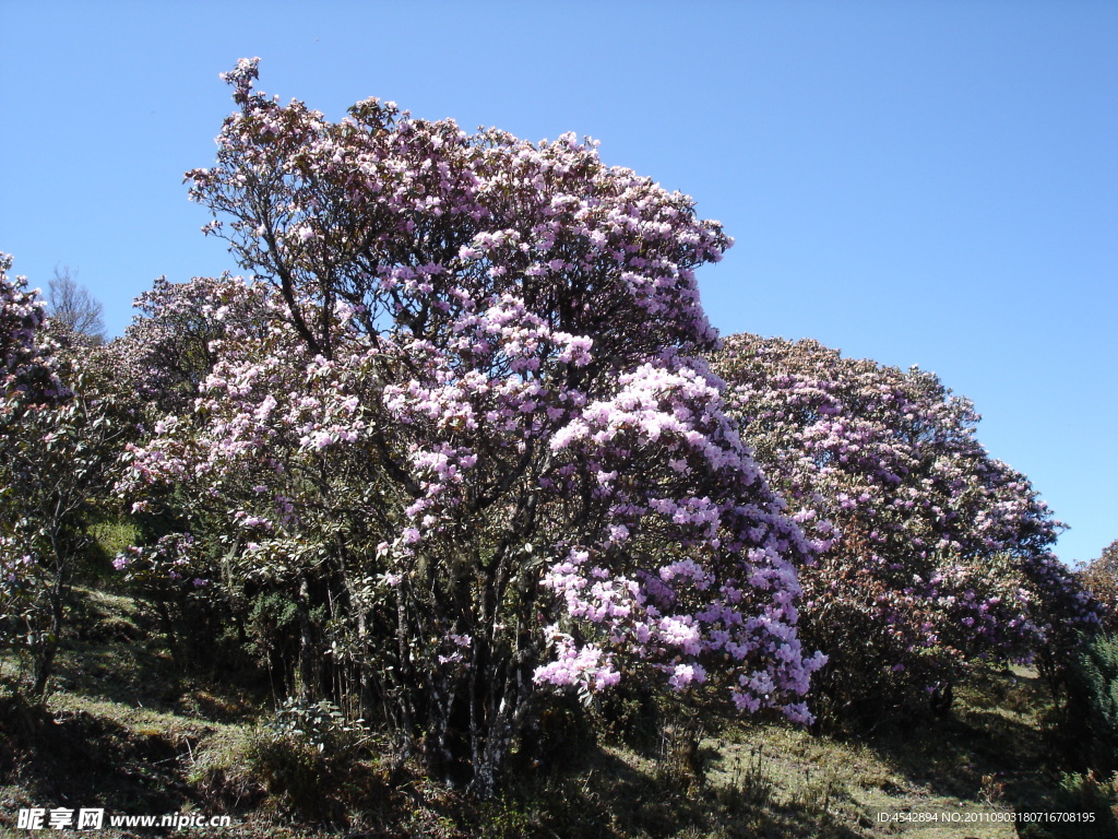 繁花似锦