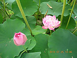 羞莲追求