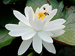 蜂恋花