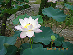 蜂莲花
