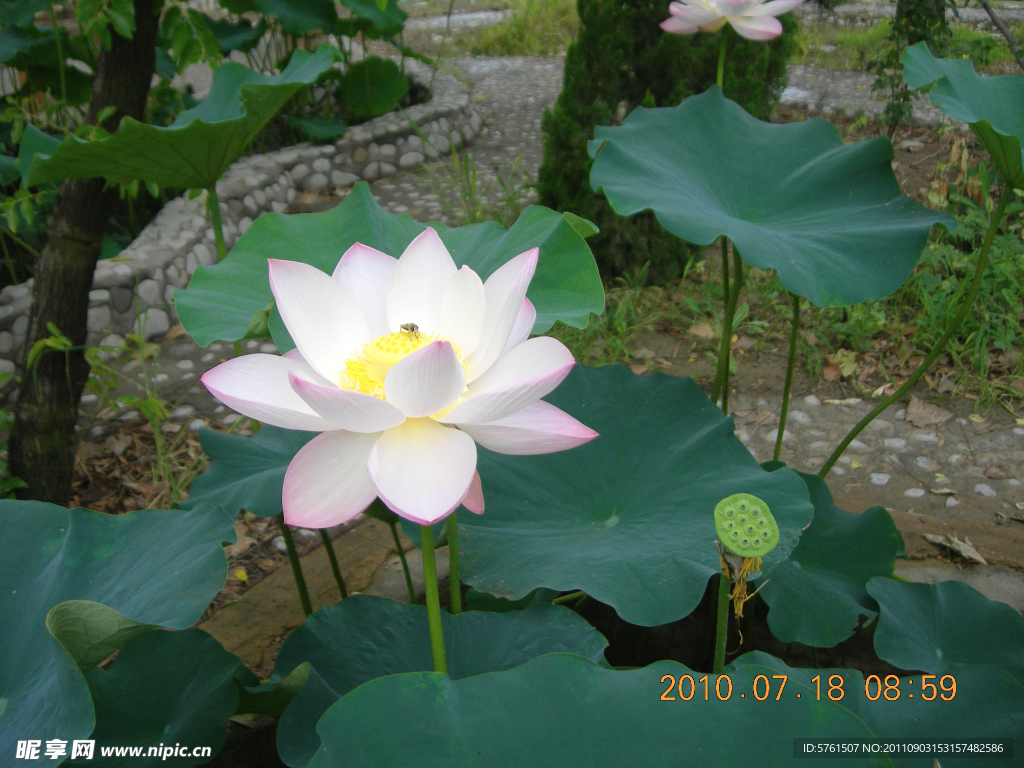 蜂莲花