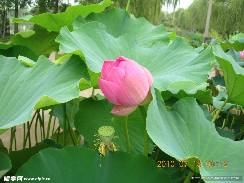 开花结果