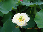 蜂莲嬉戏