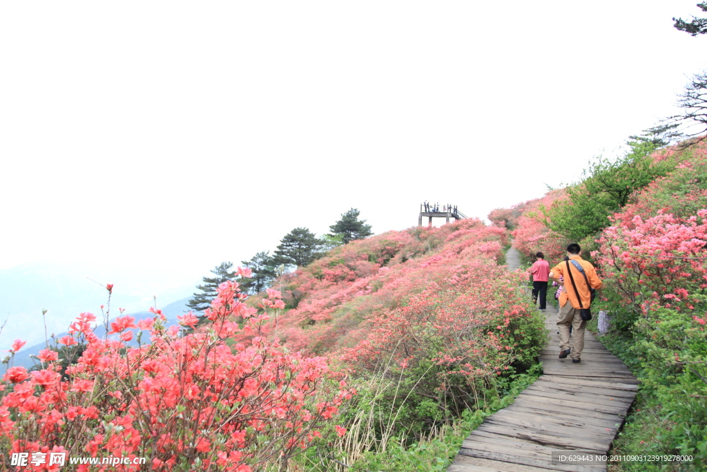 杜鹃 花海