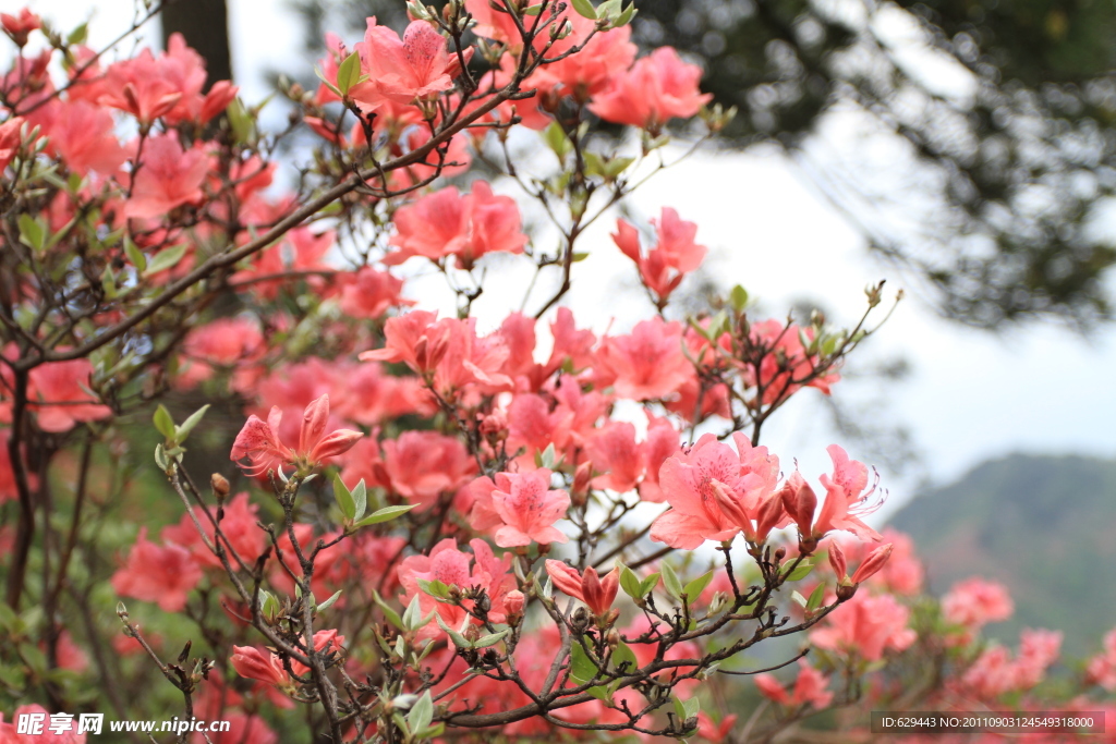 杜鹃 花海