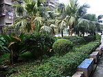 小区林荫