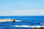 海鸥海景