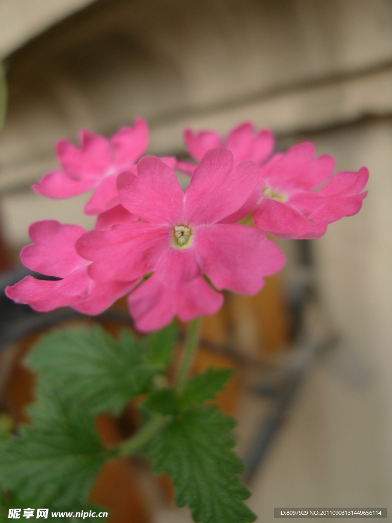 小花