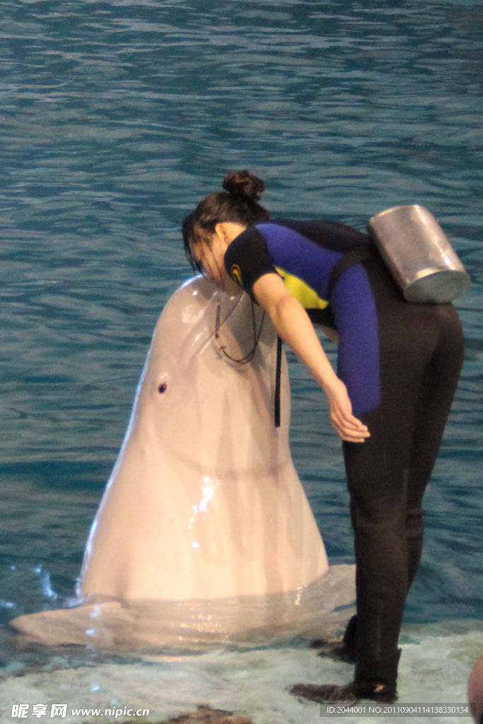 海豚