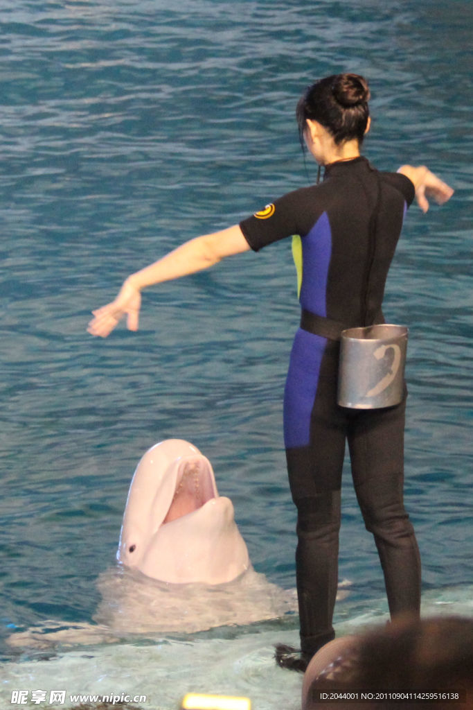 海豚
